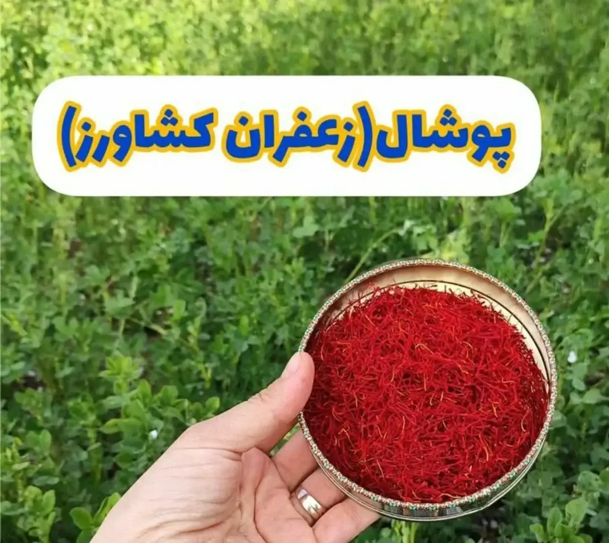 زعفران پوشال | ظرف فلزی سنتی — ۱ مثقال (۴.۶ گرم)، تصویر ۲